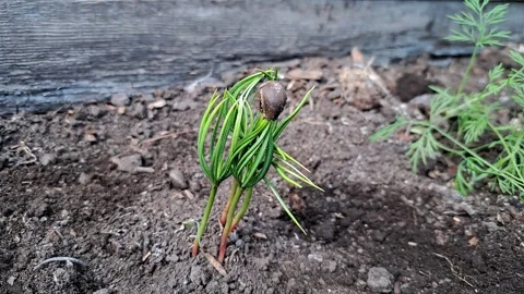 A small cedar tree sprout with a shell, growing from a nut. Stock Footage 310235795