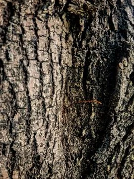 Small centipede crawling on rugged tree bark. Forest wildlife macro concept. 스톡 사진