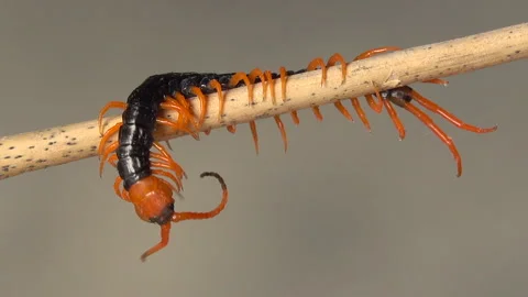Small centipede 스톡 동영상 290246184