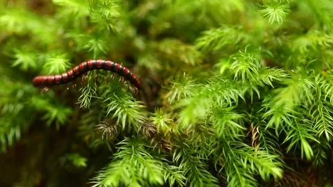 Small centipede moving on moss. Stock Footage 77413753