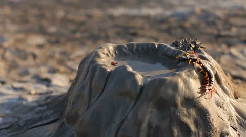 Small Centipede On Mud Volcano Stock-Footage 63233896