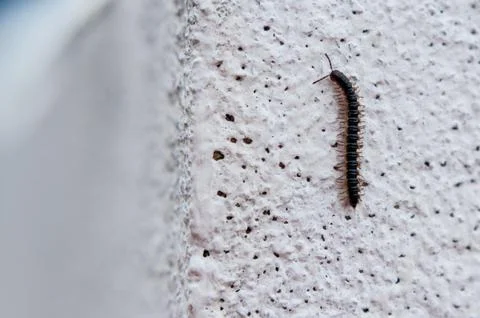 Small Centipede Stock Photos