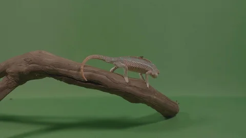 Small chameleon on a bamboo branch capturing and eating a fly with green scre Stock Footage 96172376