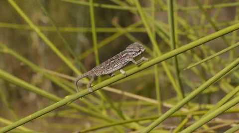 Small chameleon Video stock 35521899