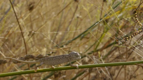Small chameleon Stock Footage 35522494