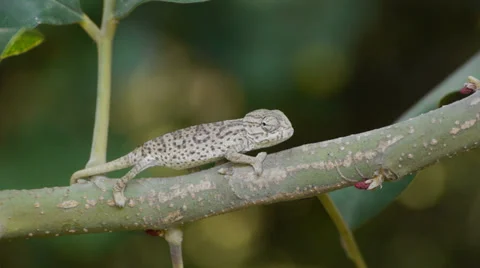 Small chameleon Stock Footage 35526362