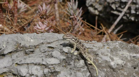 Small chameleon Stock Footage 35526863