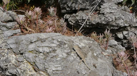 Small chameleon Stock Footage 35527220