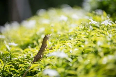 Small Chameleon on green tree 스톡 사진