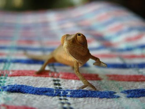 Small chameleon Foto stock