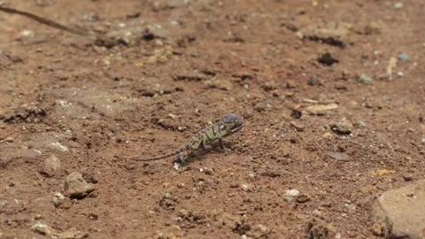 Small Chameleon walk Stock Footage 297381075