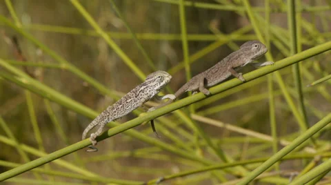 Small chameleons Stock Footage 35522228