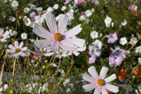 Small chamomile flower of soft pink color with a thin green stem in a clearin Stock Photos