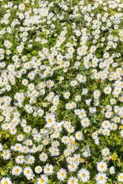 A small Chamomile meadow, full of young flowers under the february sun Stock Photos