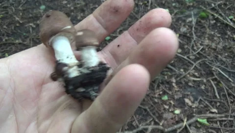 Small champignons Agaricus augustus on the palm Stock-Footage 165933528