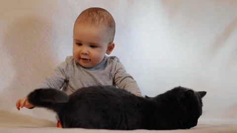 A small cheerful child tries to catch a cat by the tail. Baby plays with cat Stock-Footage 89772671