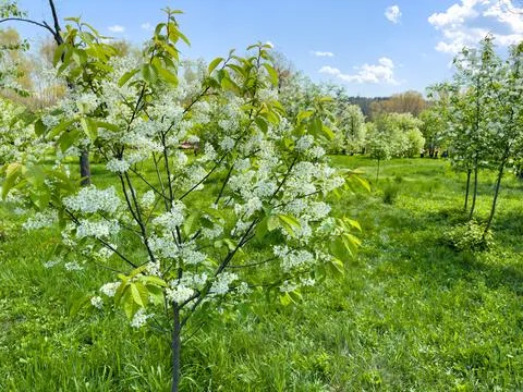 Small cherry blossom tree, spring Stock Photos