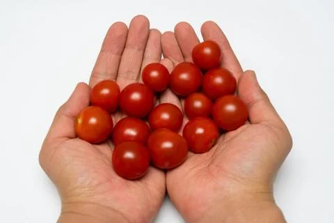 Small cherry tomato close up in the hands Stock Photos