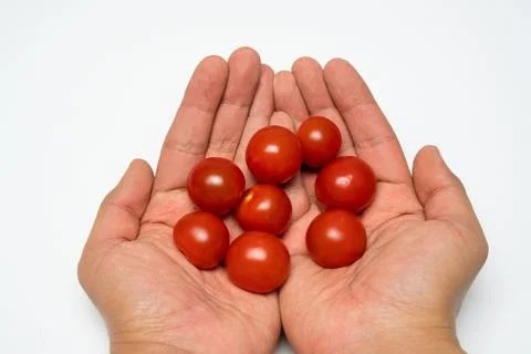 Small cherry tomato close up in the hands Stock Photos