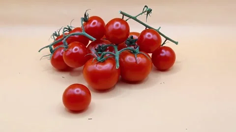 Small cherry tomatoes 스톡 동영상 334002015