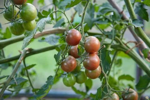 Small cherry tomatoes growing Foto stock