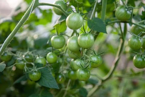 Small cherry tomatoes growing Stock Photos