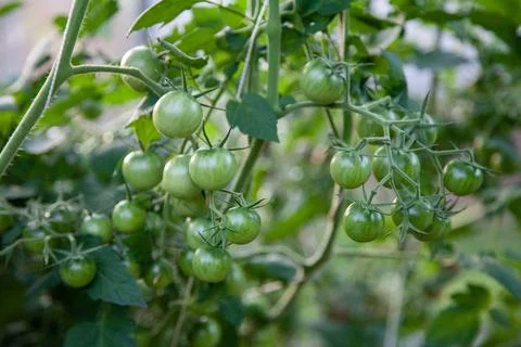 Small cherry tomatoes growing Stock Photos