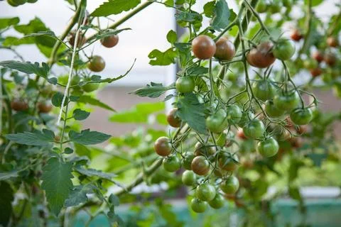 Small cherry tomatoes growing Stock Photos