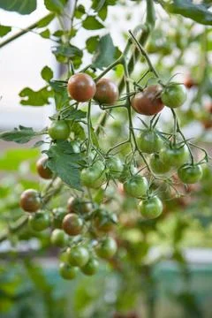 Small cherry tomatoes growing Stock Photos
