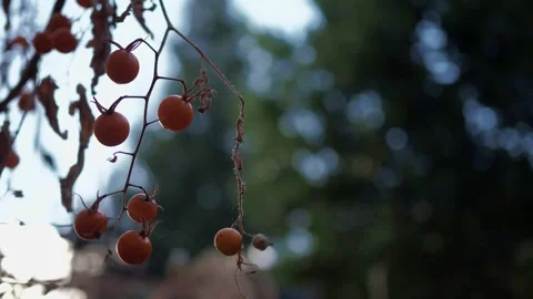Small cherry tomatoes hang on a dry vine 스톡 동영상 343282443