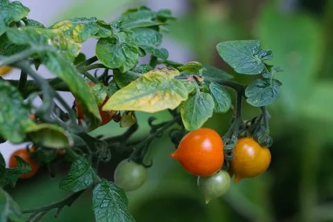 Small cherry tomatoes Stock Photos