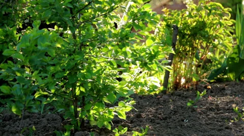 Small cherry tree and green grass on bright backlit. Stock Footage 39878856