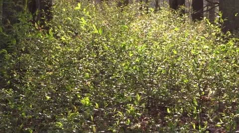 Small cherry trees nature Stock Footage 50143110