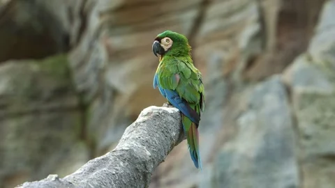 Small chestnut-fronted macaw, severe macaw (ara severus) perched on Stock Footage 267071853