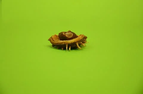 Small chestnut in half shell on a green background Stock Photos