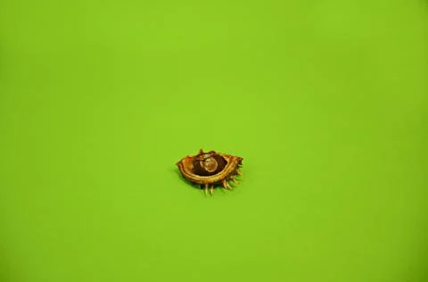 Small chestnut in half shell on a green background Stock Photos
