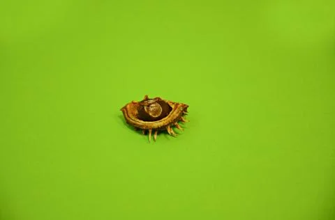 Small chestnut in half shell on a green background Stock Photos