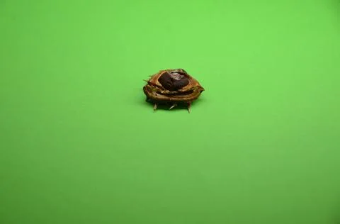 Small chestnut in half shell on a green background Stock Photos