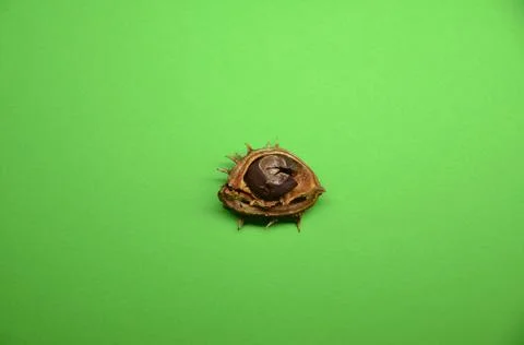 Small chestnut in half shell on a green background Stock Photos