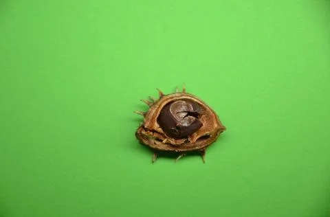Small chestnut in half shell on a green background Foto stock