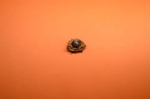 Small chestnut in a half shell on an orange background Stock Photos