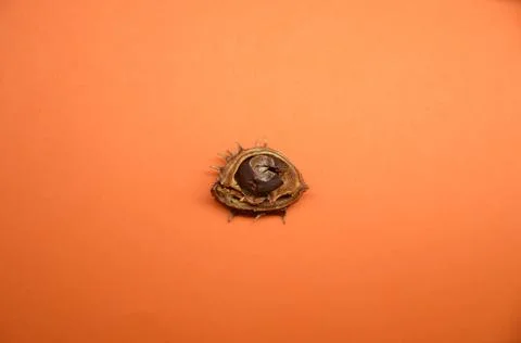 Small chestnut in a half shell on an orange background Foto stock