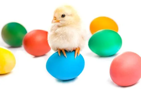 Small chick with easter eggs. isolated Stock Photos