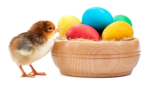 Small chick with easter eggs. isolated Stock Photos