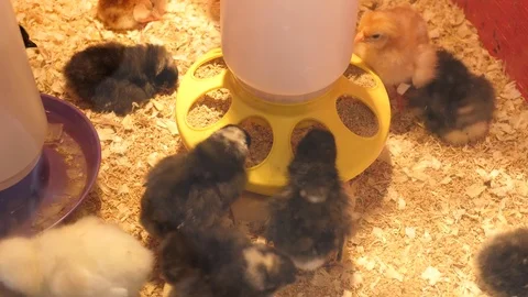 Small chick eating from feeder at farm Stock Footage 80581647