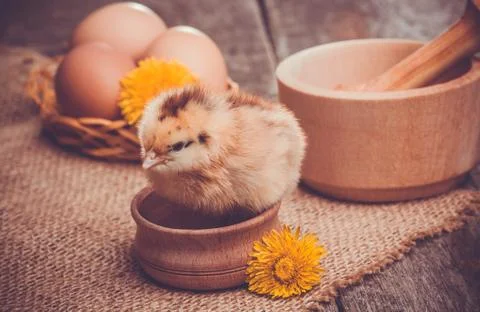 Small chick with egg on the wooden table Stock Photos