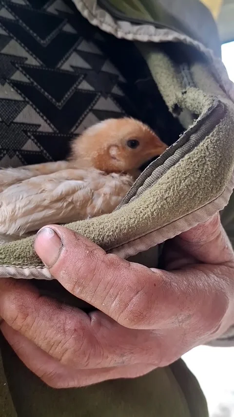 Small chick Stock Footage 341676657