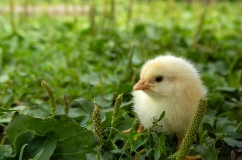 A small chick is on the ground in a field filled with green grass and plant.. Stock Photos