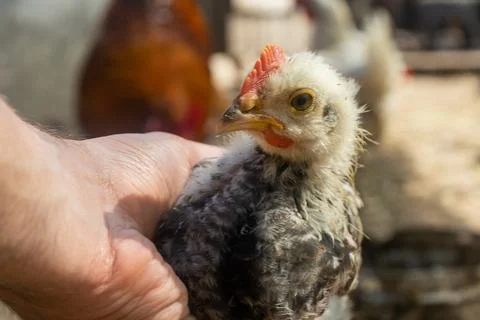 Small chick in hand. home small poultry farm. Stock Photos