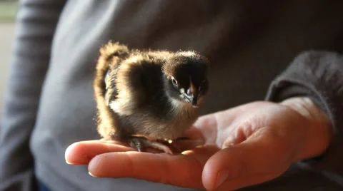 Small chick  in hands Stock Footage 50180287